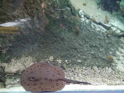 能和龍魚混養的群游魚：群游魚與龍魚混養的優勢