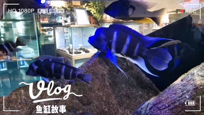 薩伊藍魚缸造景：薩伊藍魚缸造景是一種創新的室內水族箱設計的創新項目