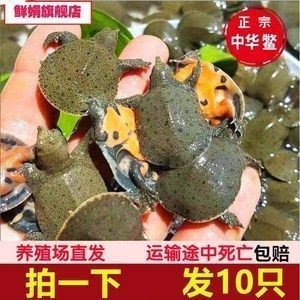 如何辨別龍魚品質(zhì)：如何判斷龍魚品質(zhì)