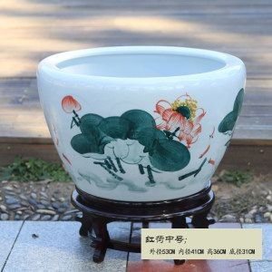 落地魚缸養錦鯉圖片