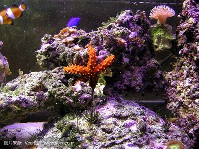 海星魚缸材質選擇合適的魚缸材質選擇合適的魚缸材質選擇：海星魚缸與普通魚缸有什么區別