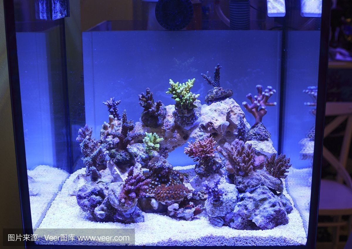 海星魚缸材質選擇合適的魚缸材質選擇合適的魚缸材質選擇：海星魚缸與普通魚缸有什么區別