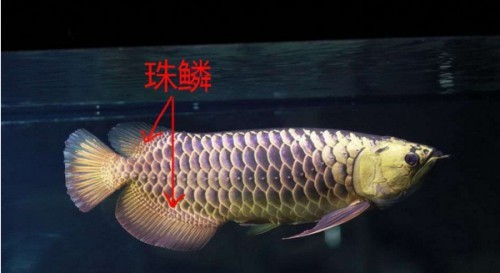 如何鑒別七鰭金龍魚的品相？