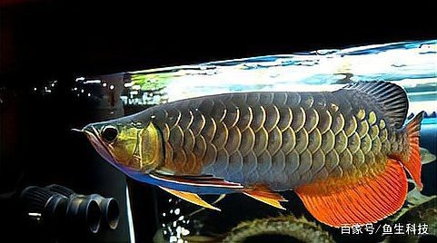 龍魚發色期間維生素補充應該注意什么，龍魚發色期間維生素補充維生素補充維生素補充維生素