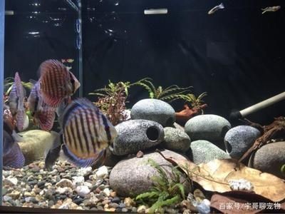 魚缸里放欖仁葉的好處是什么：欖仁葉在不同魚缸中的應用案例