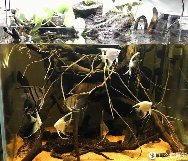 魚缸里放欖仁葉的好處是什么：欖仁葉在不同魚缸中的應用案例