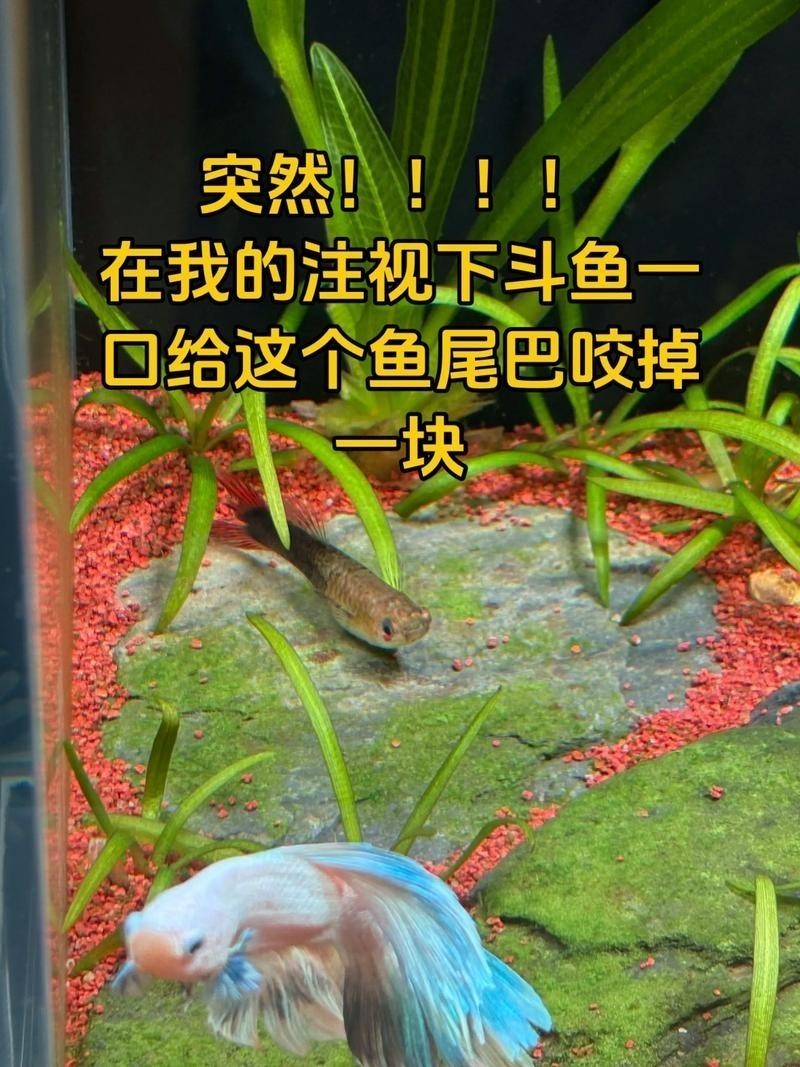 雷龍魚可以和銀龍魚混養嗎圖片欣賞