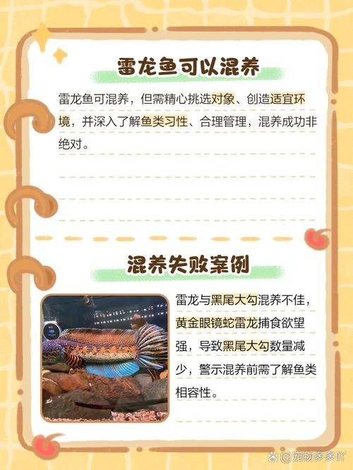 雷龍魚可以和銀龍魚混養嗎圖片欣賞