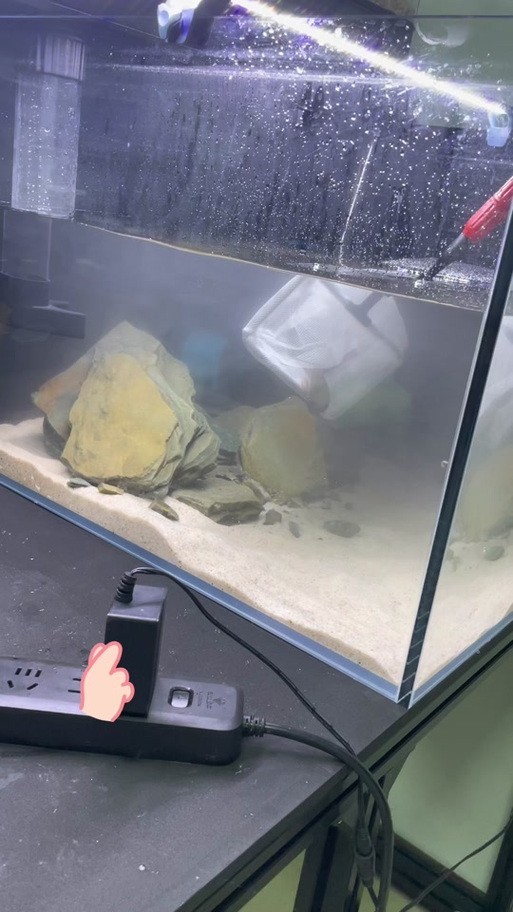 雷龍魚可以和銀龍魚混養嗎圖片欣賞