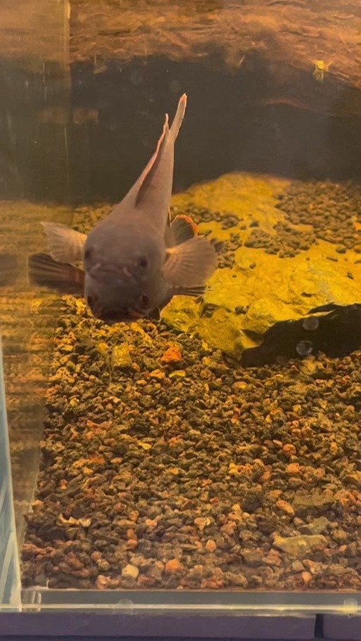 雷龍魚可以和銀龍魚混養嗎圖片欣賞