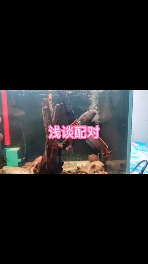 雷龍魚可以和銀龍魚混養嗎圖片欣賞