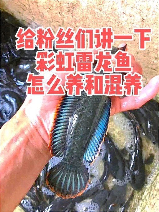 雷龍魚可以和銀龍魚混養嗎圖片欣賞