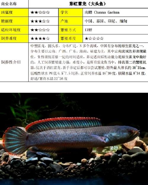雷龍魚可以和銀龍魚混養嗎圖片欣賞