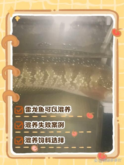 雷龍魚可以和銀龍魚混養嗎圖片欣賞