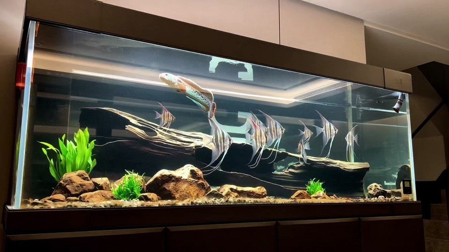 雷龍魚可以和銀龍魚混養嗎圖片欣賞