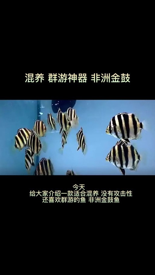 雷龍魚可以和銀龍魚混養嗎圖片欣賞