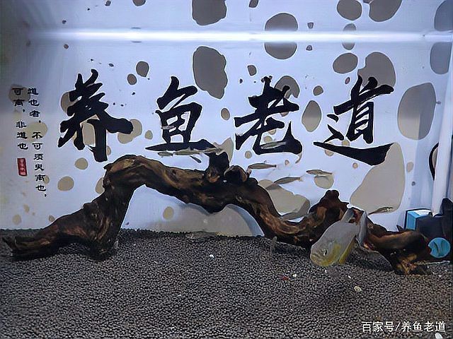 金龍魚幼苗的運輸風險大嗎？