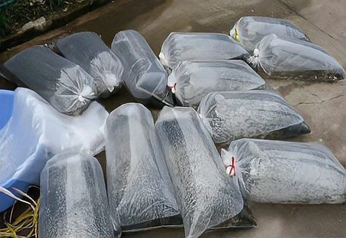 金龍魚幼苗的運輸風險大嗎？