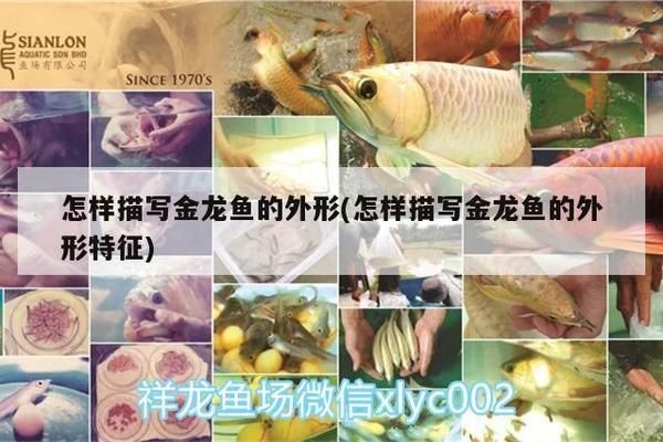 金龍魚的形態特征是什么（金龍魚的飼養技巧）