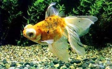 金龍魚的形態特征是什么（金龍魚的飼養技巧）