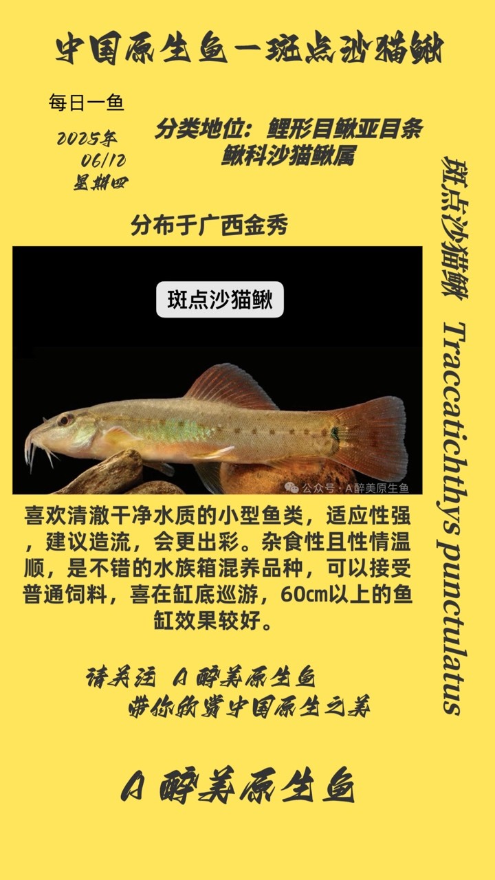 斑點沙貓鰍