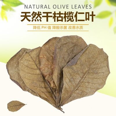 橄欖葉魚缸：橄欖葉在魚缸中使用注意事項詳解橄欖葉在魚缸中的應用 橄欖葉魚缸：橄欖葉在魚缸中使用注意事項詳解橄欖葉在魚缸中的應用 魚缸百科 第3張
