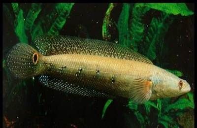 龍魚高溫還能活嗎怎么養(yǎng)：夏季養(yǎng)龍魚的注意事項，