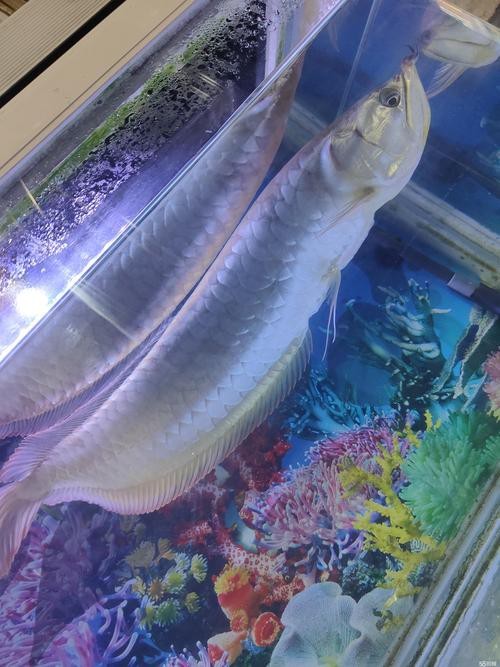 介紹一下高檔龍魚的價格范圍 龍魚百科 第6張 介紹一下高檔龍魚的價格范圍 介紹一下高檔龍魚的價格范圍 龍魚百科 第6張