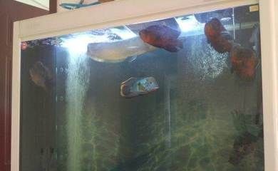 家里養銀龍魚招財嗎（銀龍魚招財嗎）