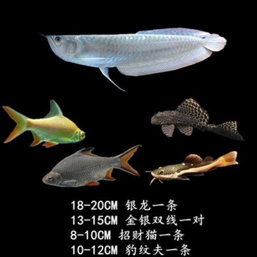 白子銀龍魚圖片大全