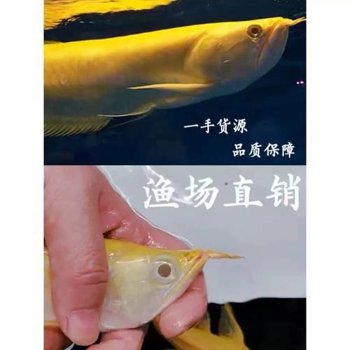 白子銀龍魚圖片大全