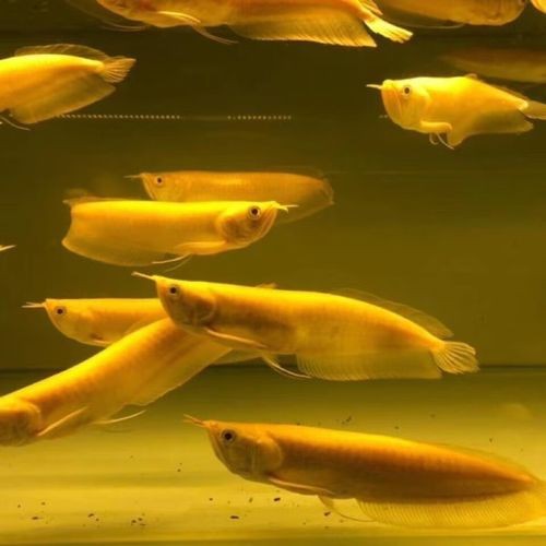 白子銀龍魚圖片大全