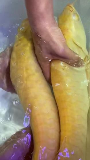 白子銀龍魚圖片大全
