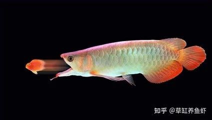 龍魚的外貌描寫作文