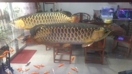 惠來金龍魚：關(guān)于惠來金龍魚的一些信息