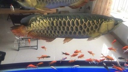 惠來金龍魚：關(guān)于惠來金龍魚的一些信息