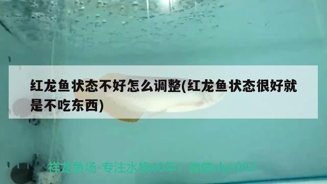晉城市城區(qū)建樂(lè)魚店