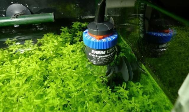 化龍魚在哪些地區常見（全國“化龍魚”目擊地點分布圖）