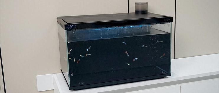 當貝智能魚缸適合養什么魚呢：當貝智能魚缸適合養什么魚
