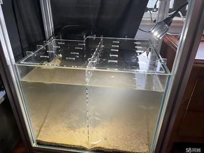 魚缸隔離版:自制魚缸隔離板教程,魚缸隔離板維護與清潔方法 魚缸百科 第2張 魚缸隔離版:自制魚缸隔離板教程,魚缸隔離板維護與清潔方法 魚缸隔離版:自制魚缸隔離板教程,魚缸隔離板維護與清潔方法 魚缸百科 第2張