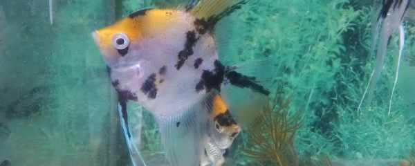 魚缸隔離版:自制魚缸隔離板教程,魚缸隔離板維護與清潔方法 魚缸百科 第3張 魚缸隔離版:自制魚缸隔離板教程,魚缸隔離板維護與清潔方法 魚缸隔離版:自制魚缸隔離板教程,魚缸隔離板維護與清潔方法 魚缸百科 第3張