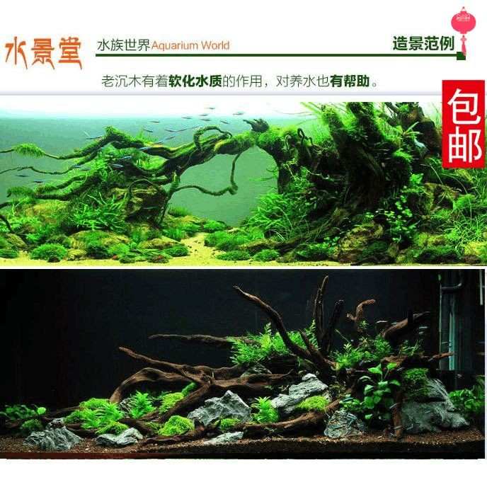 魚缸莫斯樹怎么養：養殖魚缸莫斯樹是一個相對簡單的過程 魚缸莫斯樹怎么養：養殖魚缸莫斯樹是一個相對簡單的過程 魚缸百科 第1張