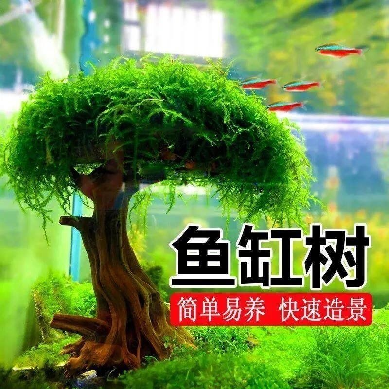 魚缸莫斯樹怎么養：養殖魚缸莫斯樹是一個相對簡單的過程 魚缸莫斯樹怎么養：養殖魚缸莫斯樹是一個相對簡單的過程 魚缸百科 第4張