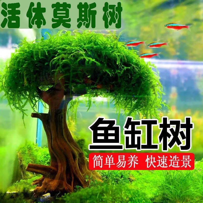 魚缸莫斯樹怎么養：養殖魚缸莫斯樹是一個相對簡單的過程 魚缸莫斯樹怎么養：養殖魚缸莫斯樹是一個相對簡單的過程 魚缸百科 第2張
