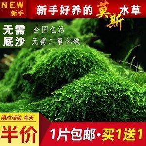 魚缸莫斯樹怎么養：養殖魚缸莫斯樹是一個相對簡單的過程 魚缸莫斯樹怎么養：養殖魚缸莫斯樹是一個相對簡單的過程 魚缸百科 第5張
