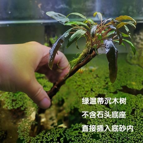 魚缸莫斯樹怎么養：養殖魚缸莫斯樹是一個相對簡單的過程 魚缸莫斯樹怎么養：養殖魚缸莫斯樹是一個相對簡單的過程 魚缸百科 第3張