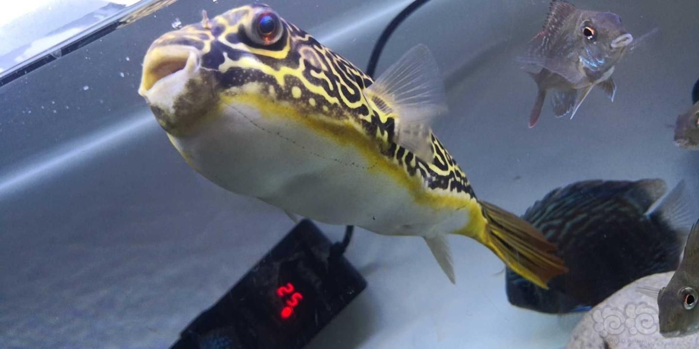 皇冠狗頭 龍魚 混養【皇冠狗頭與龍魚混養的成功案例及解決方法及解決方法】