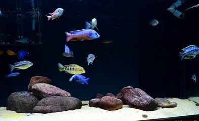 非洲魚缸造景的基本材料和步驟，：非洲魚缸造景基本材料和步驟