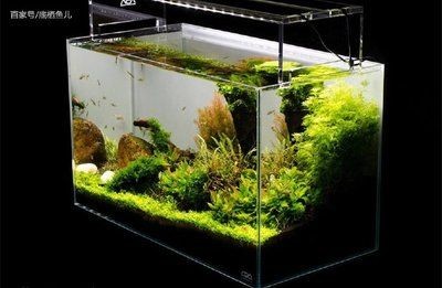 非洲魚缸造景的基本材料和步驟，：非洲魚缸造景基本材料和步驟