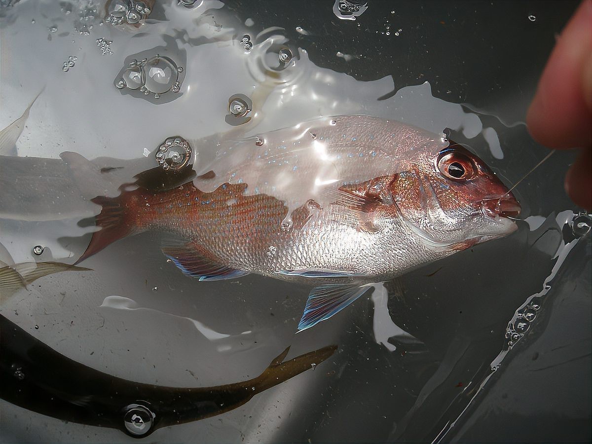 紅龍魚排便異常怎么辦？